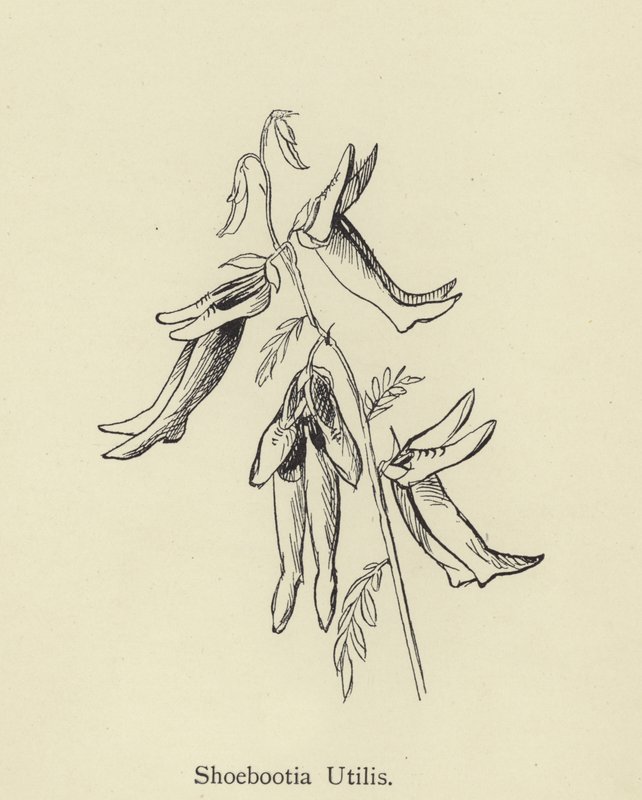 Shoebootia Utilis von Edward Lear