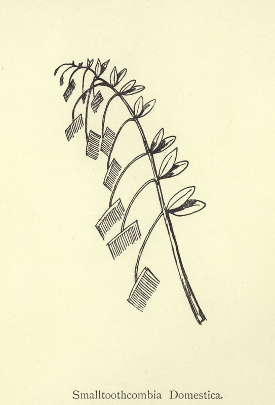 Smalltoothcombia Domestica von Edward Lear