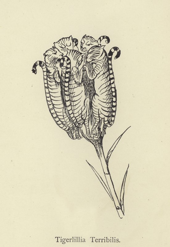 Tigerlillia Terribilis von Edward Lear