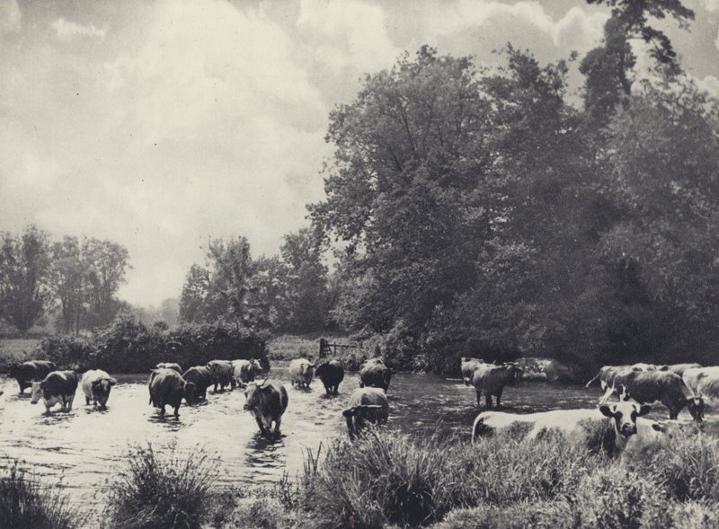 Kühe überqueren den Nadder von Edward Alfred Barton