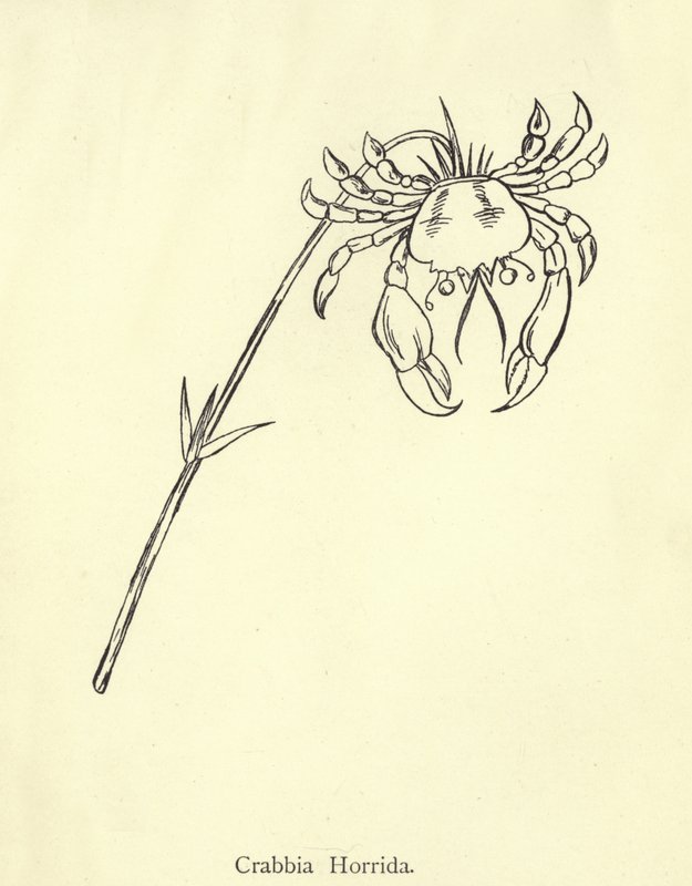 Crabbia Horrida von Edward Lear