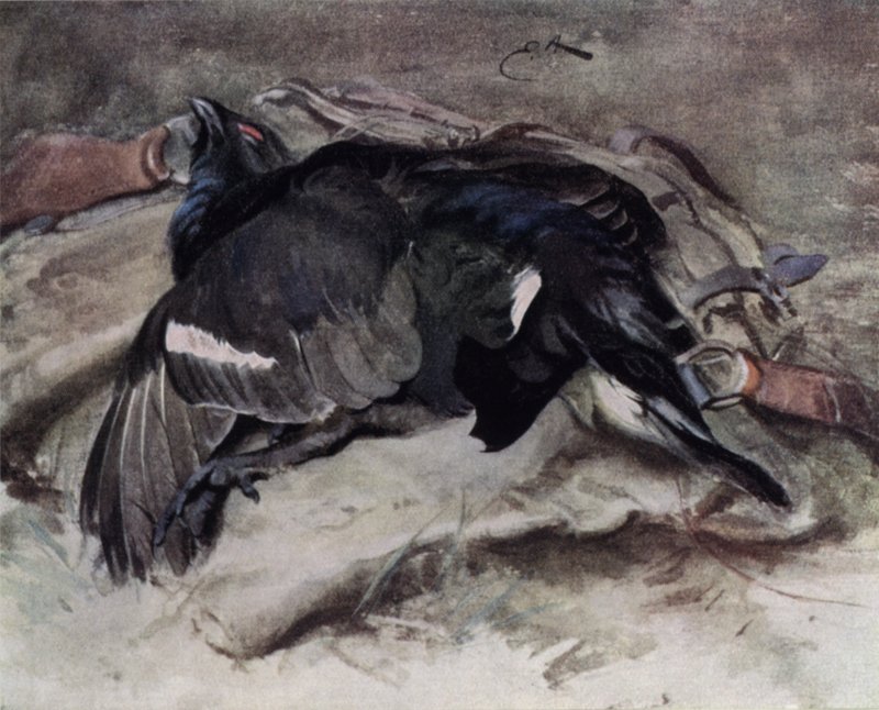 Auerhahn von Edwin John Alexander