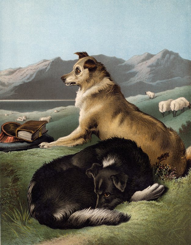 Collie-Hunde von Edwin after Landseer