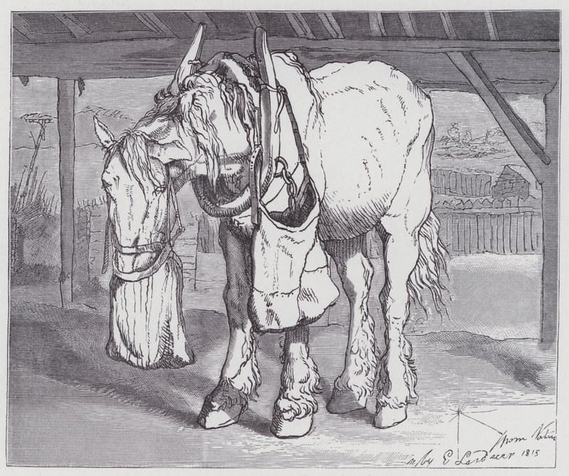 Ein Kaltblutpferd von Edwin (after) Landseer
