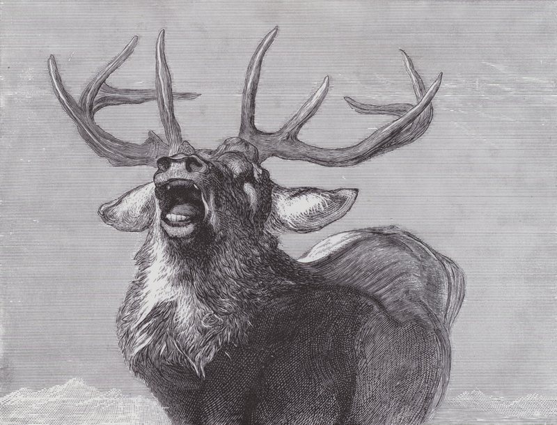 Eine Herausforderung von Edwin (after) Landseer