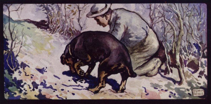 Ein englischer Trüffelhund von Edwin Noble