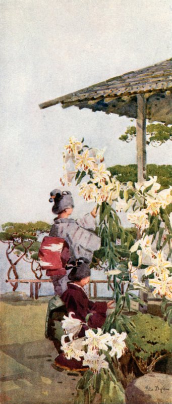 Liliun Auratum von Ella Du Cane