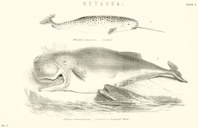 Cetacea von English School