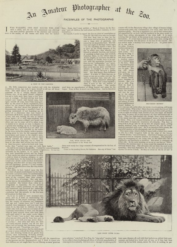 Ein Amateurfotograf im Zoo von English Photographer