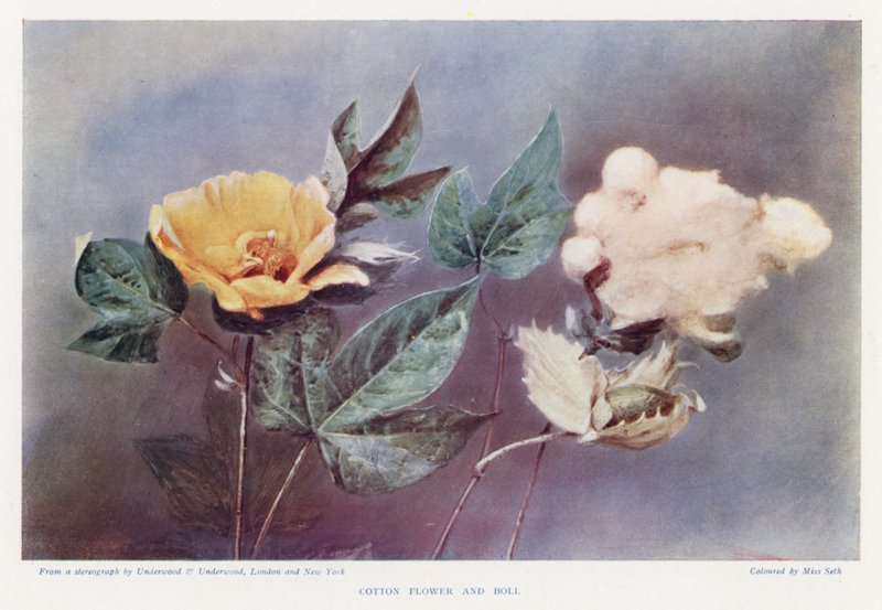 Baumwollblüte und Kapsel von English Photographer