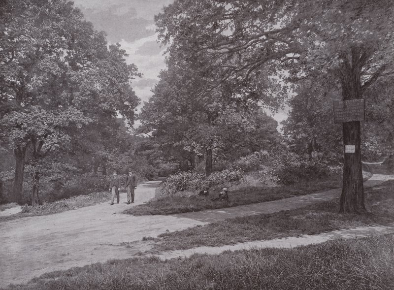 Im Queens Wood, Highgate von English Photographer