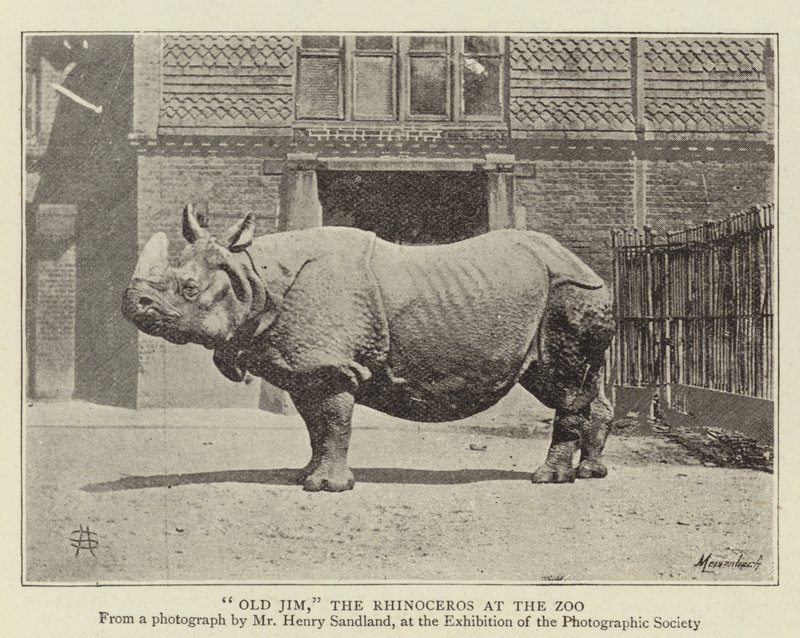 Alter Jim, das Nashorn im Zoo von English Photographer