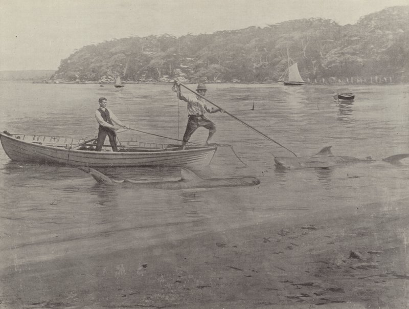 Haifischfang, Chowder Bay von English Photographer