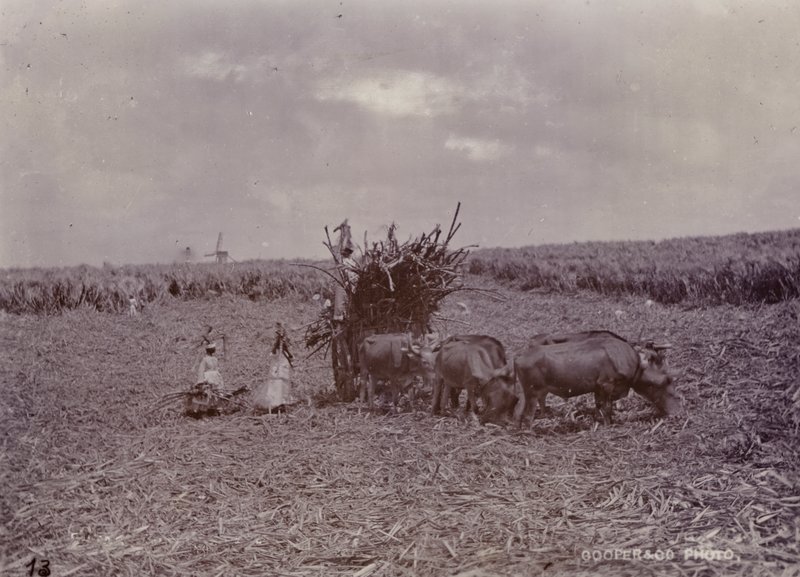 Zuckerplantage, Barbados, 1880 von English Photographer