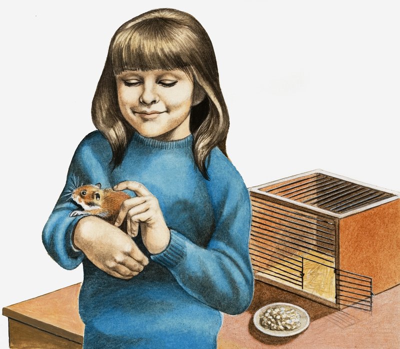 Ein Mädchen und ihr Hamster von English School