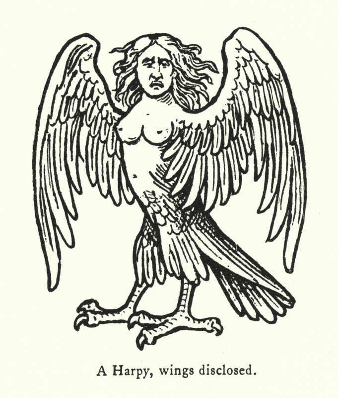 Eine Harpyie, Flügel offenbart (Gravur) von English School