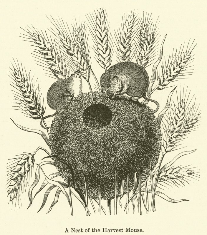 Ein Nest der Erntemaus (Gravur) von English School