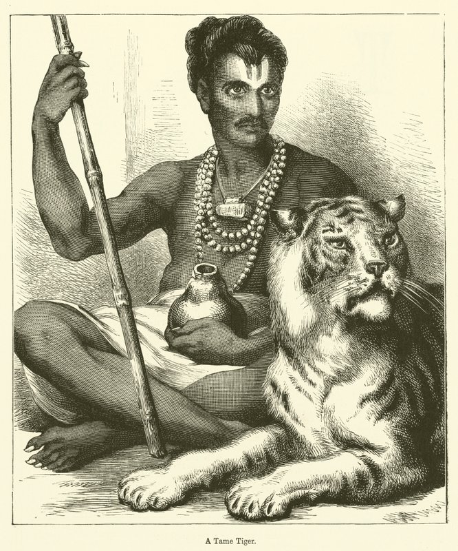 Ein zahmer Tiger von English School