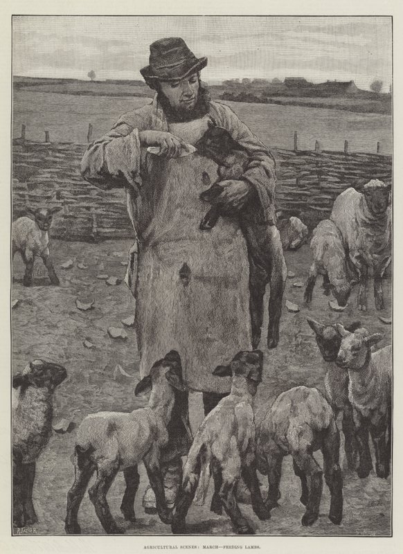 Landwirtschaftliche Szenen, März, Lämmer füttern (Stich) von English School