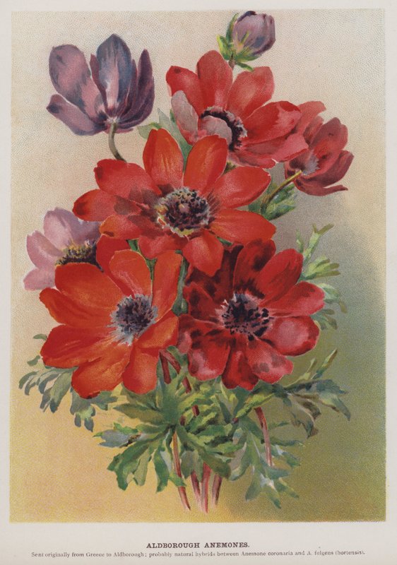 Aldborough-Anemonen von English School