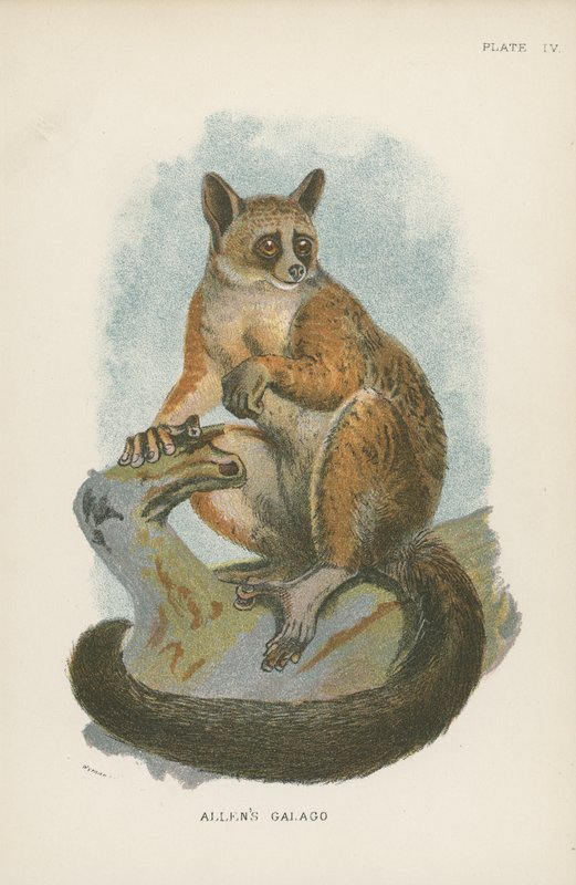 Allen-Galago von English School