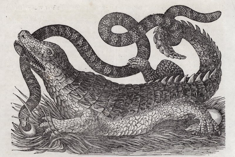 Alligator von English School