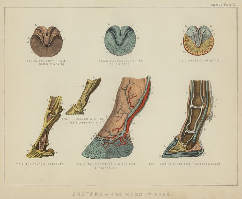 Anatomie, der Huf des Pferdes (Farblithografie) von English School