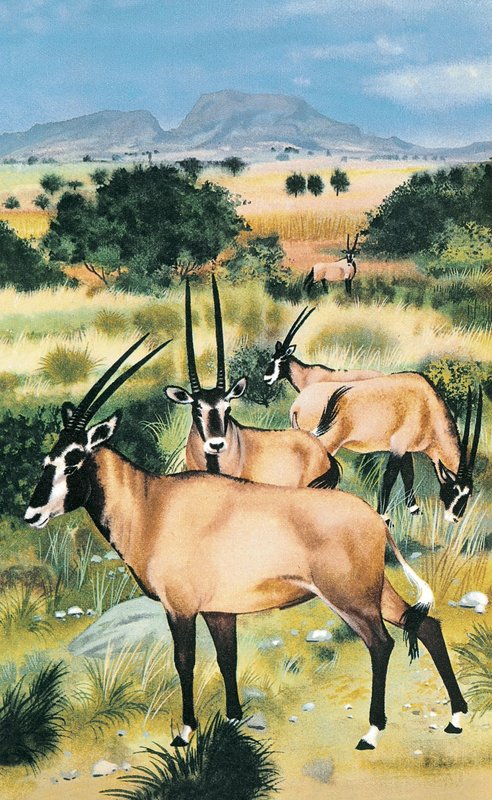 Arabische Oryx von English School