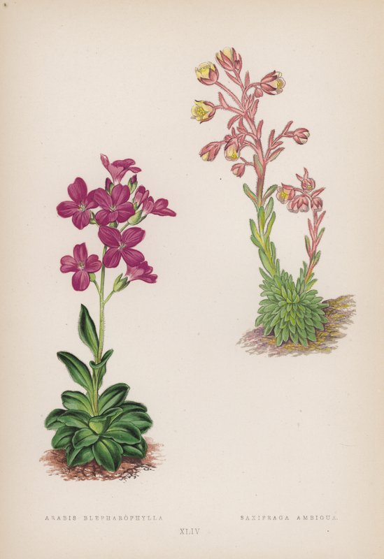 Arabis Blepharophylla; Saxifraga Ambigua von English School