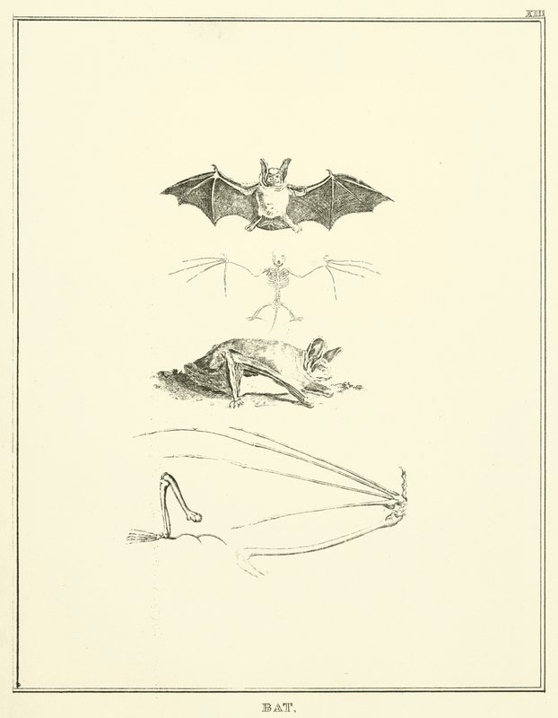 Fledermaus (Stich) von English School