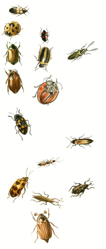 Käfer von English School