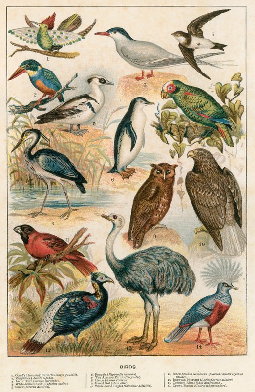 Vögel von English School