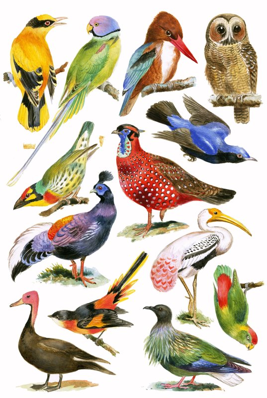 Vögel von English School