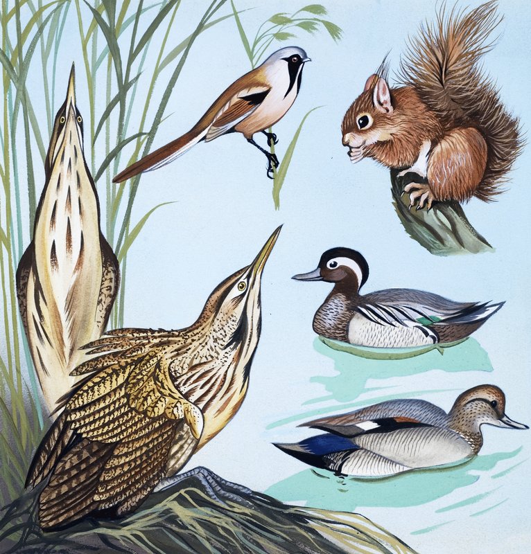 Vögel und Eichhörnchen von English School