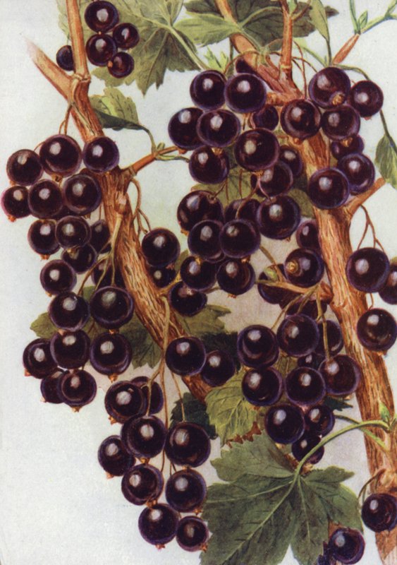 Schwarze Johannisbeere 