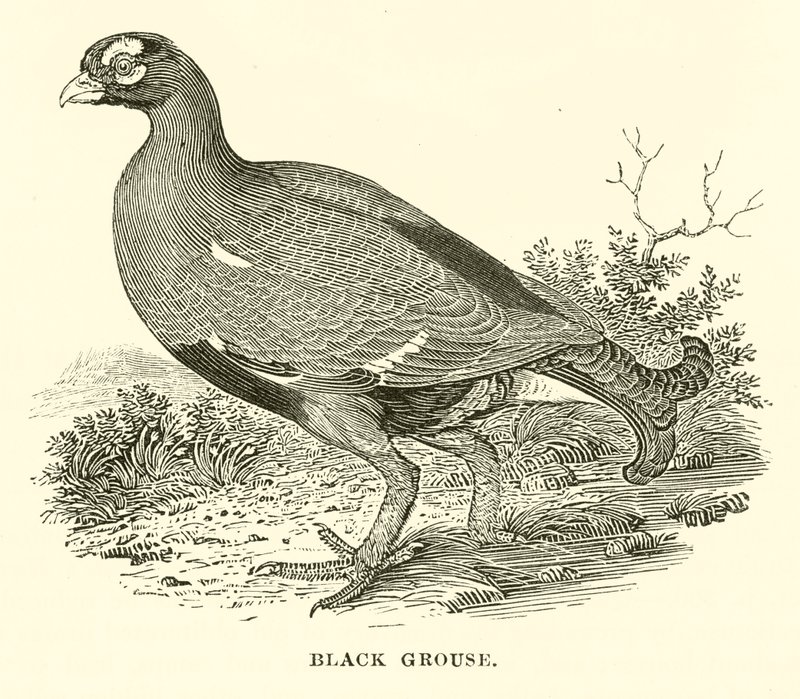 Birkhuhn (Gravur) von English School