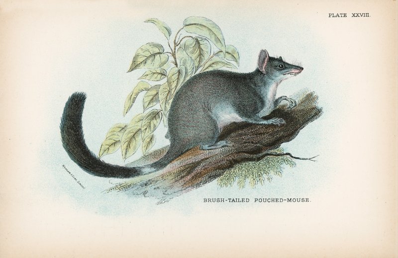 Pinselschwanz-Beutelmaus von English School