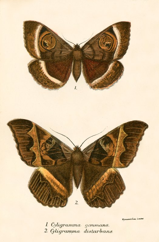 Schmetterlinge von English School