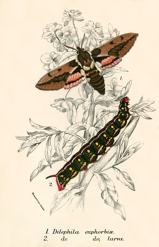Schmetterlinge von English School