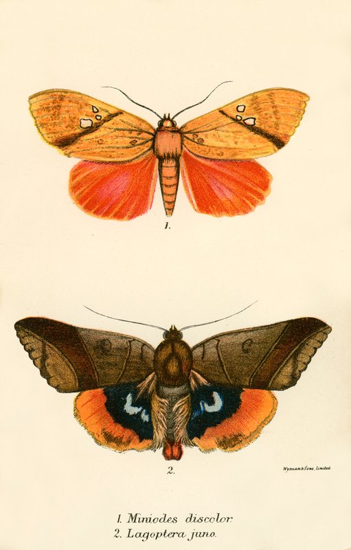 Schmetterlinge von English School
