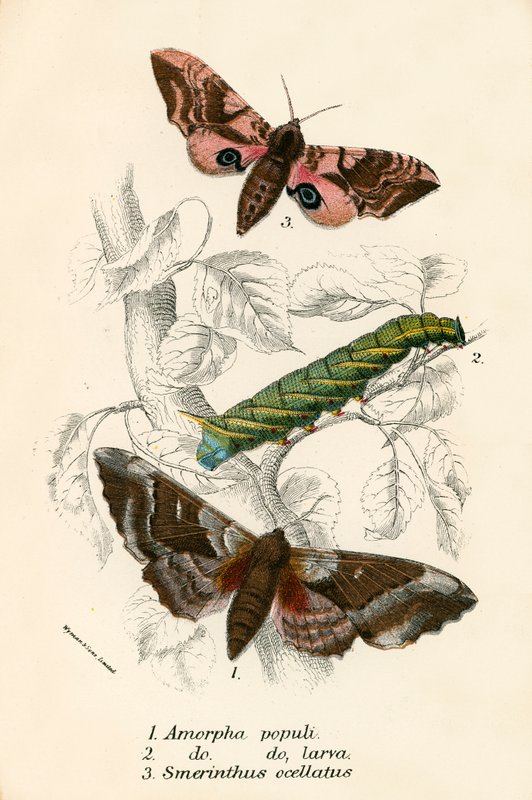Schmetterlinge von English School
