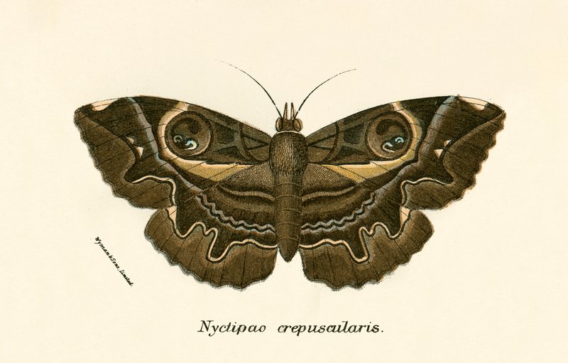 Schmetterlinge von English School