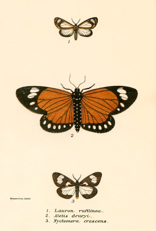 Schmetterlinge von English School