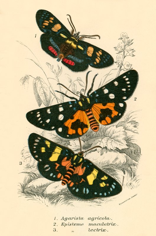 Schmetterlinge von English School