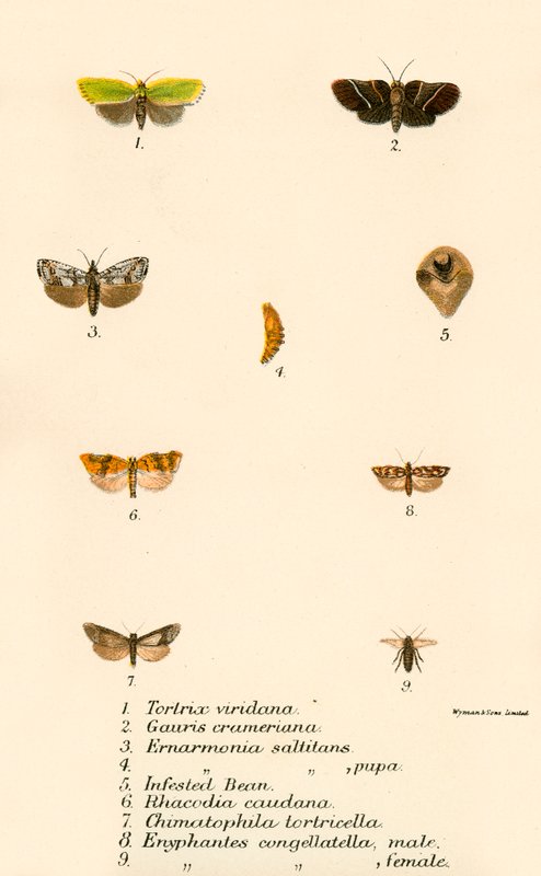 Schmetterlinge von English School