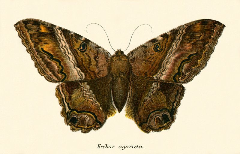 Schmetterlinge von English School