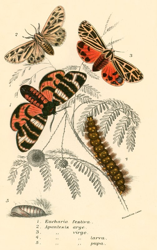 Schmetterlinge von English School
