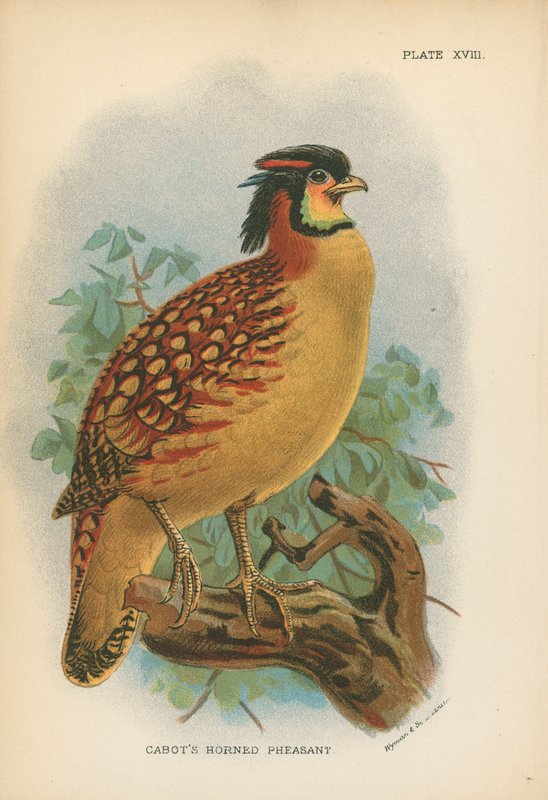 Cabots Hornfasan von English School