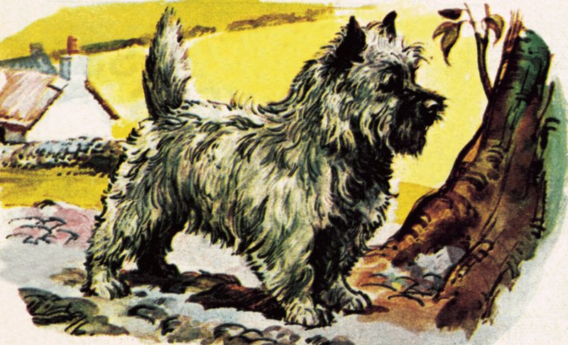 Cairn Terrier von English School