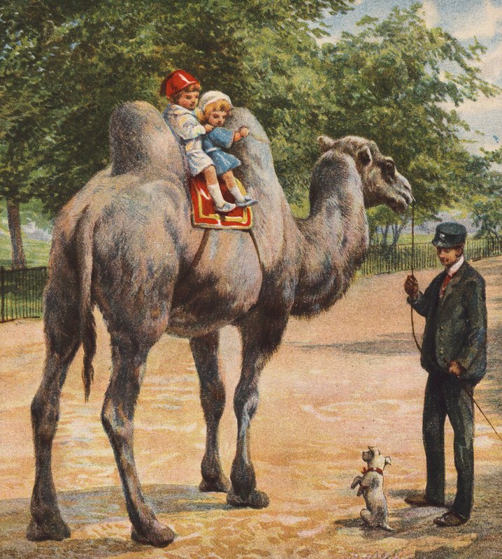 Kamel von English School